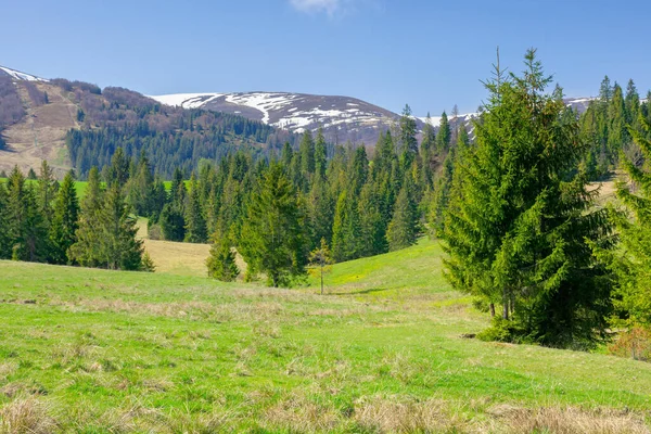 Karpatská Jarní Krajina Slunečného Dne Krásná Přírodní Scenérie Smrkovými Stromy — Stock fotografie