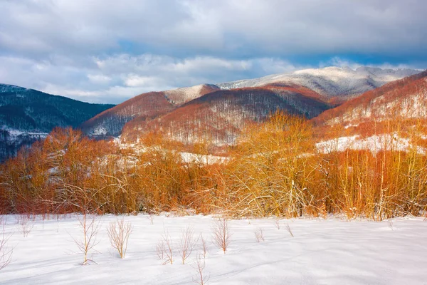 午後の光の中の冬の風景 山の中の美しい自然景観 雪に覆われた斜面にはばたきの木 空に雲がある素晴らしい晴天 — ストック写真