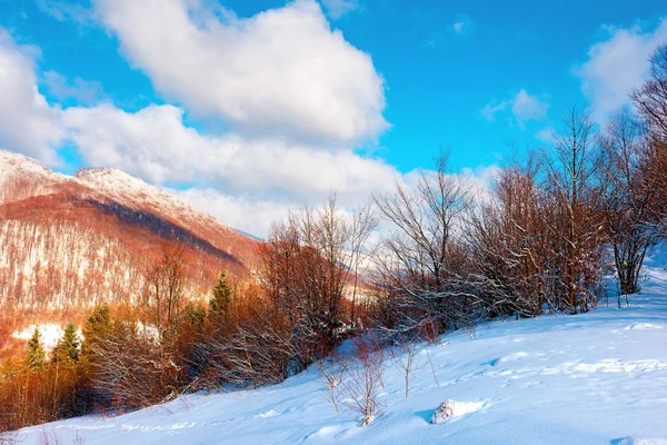 Winterlandschaft Nachmittagslicht Schöne Naturlandschaft Den Bergen Laublose Bäume Einem Schneebedeckten — Stockfoto