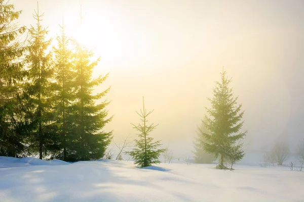 Nevoeiro Uma Manhã Ensolarada Inverno Árvores Abeto Entre Névoa Brilhante — Fotografia de Stock