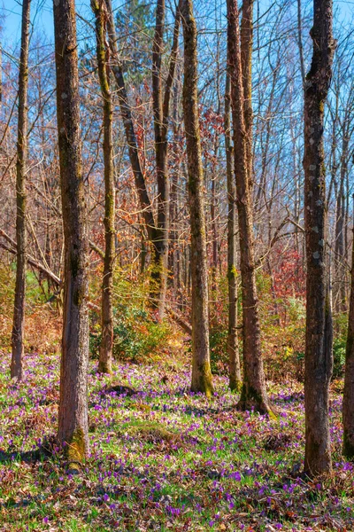 Purple Crocus Bloom Forest Beautiful Nature Scenery Worm Sunny Day — Stock Photo, Image