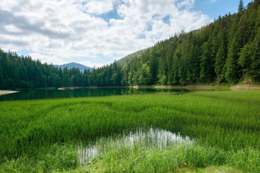 Ormanın içindeki yüksek rakımlı dağ gölü. Kıyıdaki çam ağaçları. Güneşli bir günde güzel bir doğa manzarası.