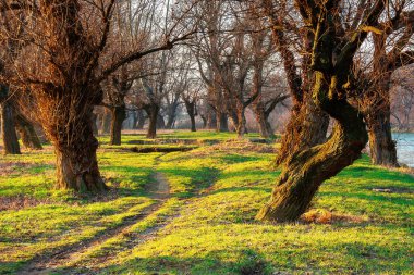 Gün doğumunda parkta yapraksız ağaçlar. Sabah ışığında yeşil çimenler. Baharda sakin doğa manzarası