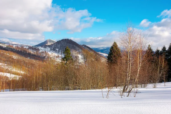 冬の山の風景 雪に覆われた丘の上の森 カルパチアの田園風景の上の鮮やかな青空に雲 天気もいいし — ストック写真