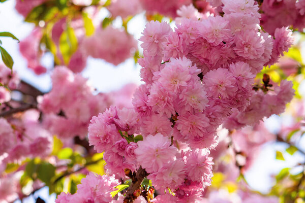 Розовый цветок вишни весной. пышные цветы сакура на ветках в утреннем свете. красивый природный фон