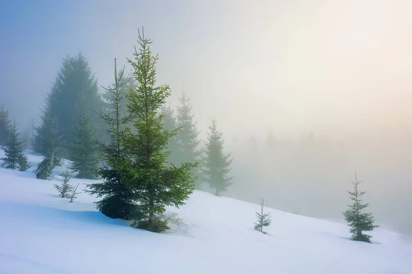 Niebla Una Soleada Mañana Invierno Abetos Entre Niebla Resplandeciente Hermoso —  Fotos de Stock