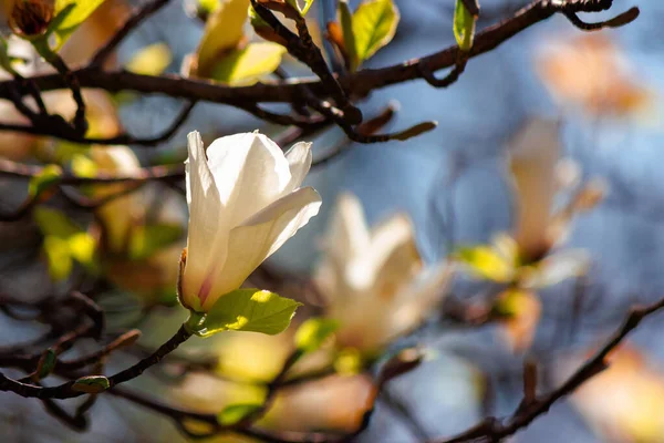 Λευκή Μανόλια Ανθίζει Μια Ηλιόλουστη Μέρα Όμορφη Φύση Φόντο Την — Φωτογραφία Αρχείου