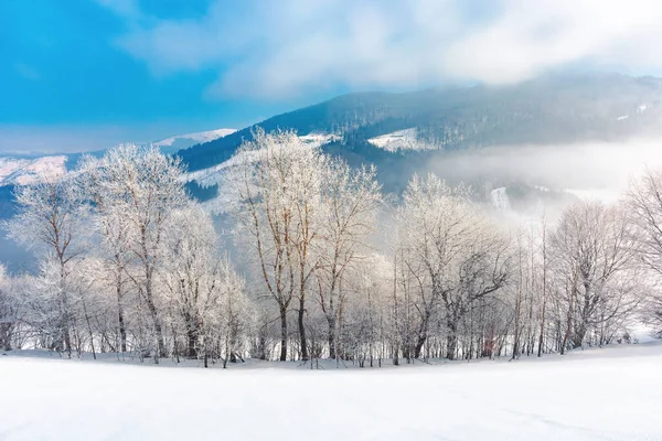 雪に覆われた丘の上の霜の木 おとぎ話の冬の山の風景 晴れた日の霧の多い天気 — ストック写真