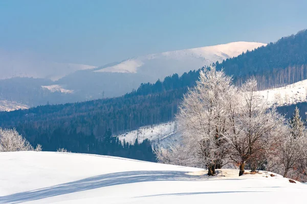 Bäume Raureif Auf Einem Schneebedeckten Hügel Märchenhafte Winterberglandschaft Nebelwetter Einem — Stockfoto