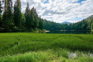 Ormanın içindeki yüksek rakımlı dağ gölü. Kıyıdaki çam ağaçları. Güneşli bir günde güzel bir doğa manzarası.
