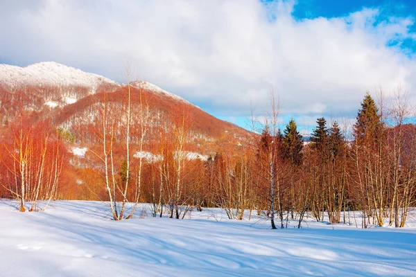 午後の光の中の冬の風景 山の中の美しい自然景観 雪に覆われた斜面にはばたきの木 空に雲がある素晴らしい晴天 — ストック写真