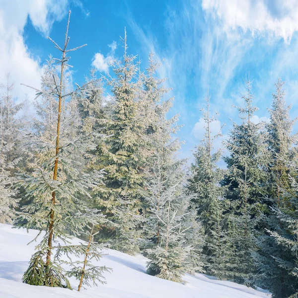 Fichtenwald Einem Nebligen Morgen Schöne Landschaft Winter Nebelwetter Mit Strahlendem — Stockfoto