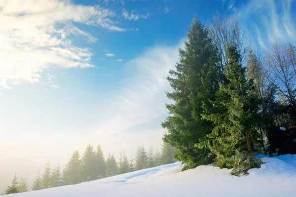 Mlha Slunečného Zimního Rána Smrkové Stromy Mezi Zářící Mlhou Krásná — Stock fotografie