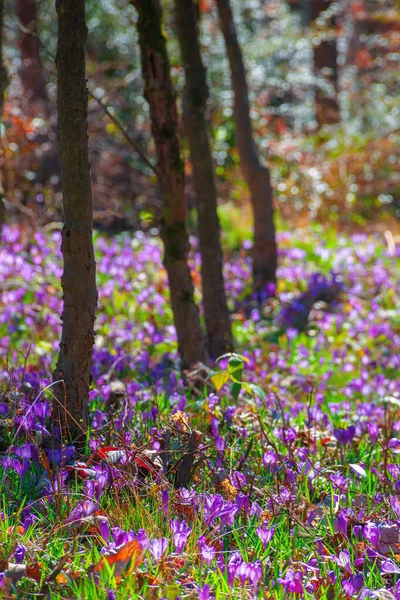 Crocus Pourpre Fleurissent Dans Forêt Beau Paysage Nature Par Une — Photo