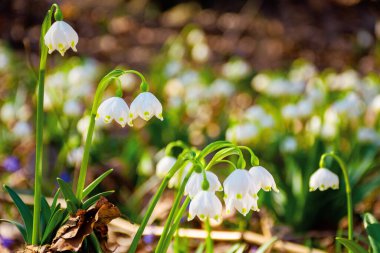 Yumuşak yaz kar taneleri çiçeği kapanıyor. Baharda güneşli bir havada güzel bir arka plan.