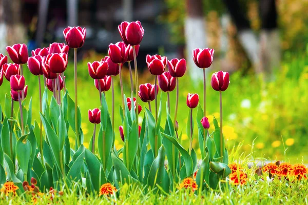 Rode Tulpen Het Park Mooie Bloemen Met Strepen Bloemblaadjes — Stockfoto