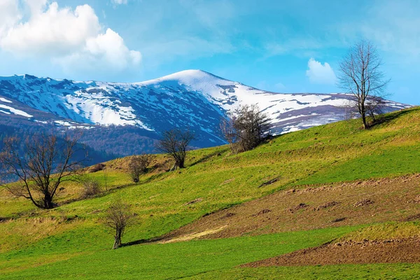 Platteland Heuvel Het Voorjaar Besneeuwde Berg Verte Prachtig Karpaten Landschap — Stockfoto