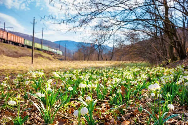 Yumuşak Yaz Kar Taneleri Çiçeği Kapanıyor Baharda Güneşli Bir Havada — Stok fotoğraf