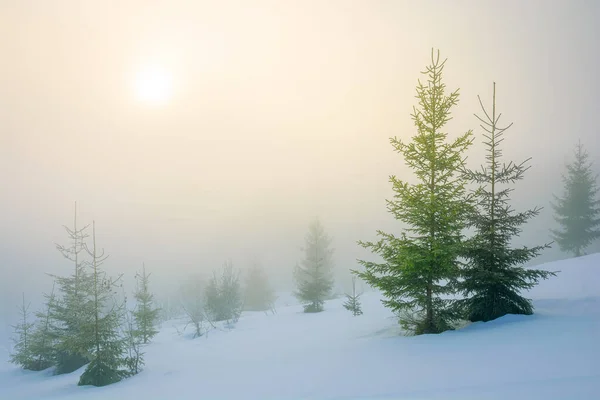 Sabah Sisinde Ağaçlar Karla Kaplı Bir Tepede Güneşli Bir Havada — Stok fotoğraf