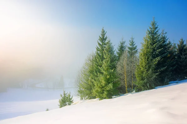 Árvores Névoa Manhã Uma Colina Coberta Neve Bela Paisagem Inverno — Fotografia de Stock