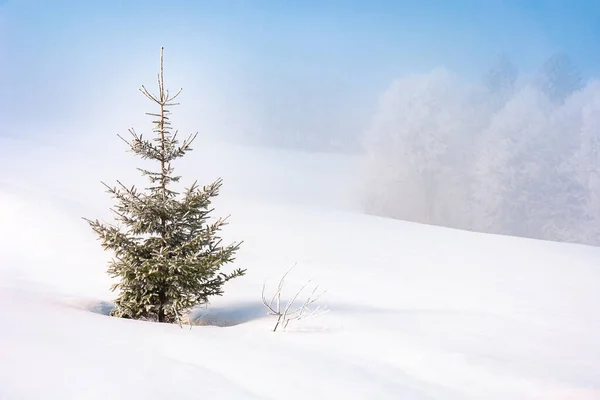 Fichte Nebel Auf Einem Schneebedeckten Hügel Märchenhafte Winterberglandschaft Frostiges Wetter — Stockfoto