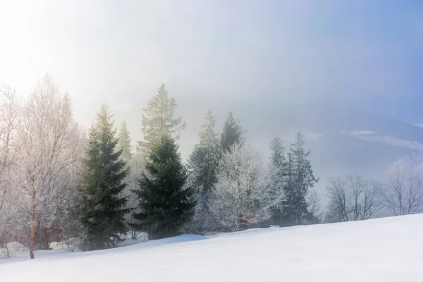 Bäume Nebel Auf Einem Schneebedeckten Hügel Märchenhafte Winterberglandschaft Frostiges Wetter — Stockfoto