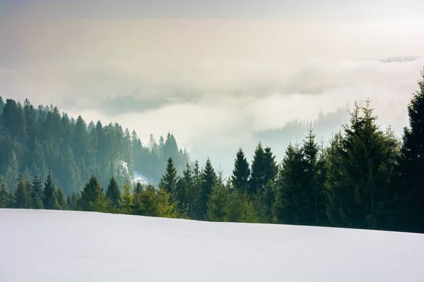 Zbliża Się Śnieżyca Górskim Krajobrazie Świerki Pokrytej Śniegiem Łące Złe — Zdjęcie stockowe