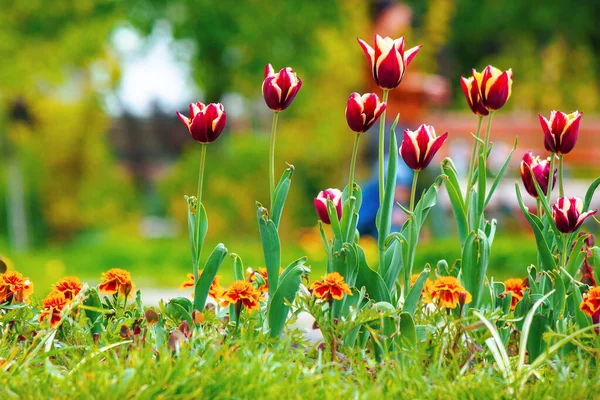 Tulipani Rossi Nel Parco Bellissimi Fiori Con Strisce Petali — Foto Stock