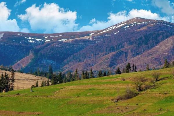 Rural Field Hill Spring Snow Capped Mountain Distance Beautiful Carpathian — Stock Photo, Image