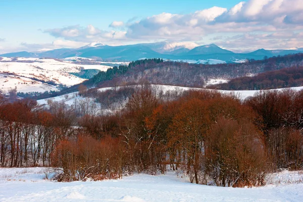 Forest Snow Covered Hill Beautiful Countryside Landscape Carpathian Mountains Winter — Stock Photo, Image