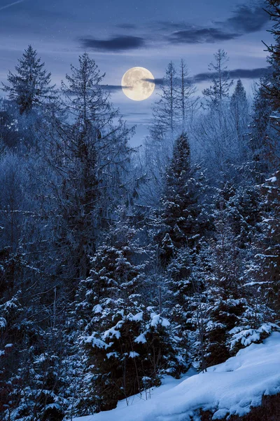 Skogen Dimmig Natt Träd Hasselfrost Vackert Vinterlandskap Dimmigt Väder Fullmåne — Stockfoto
