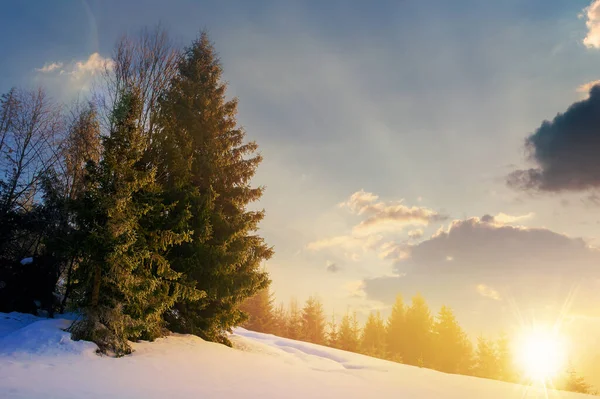 Туман Солнечный Зимний Вечер Ели Среди Пылающего Тумана Красивые Пейзажи — стоковое фото