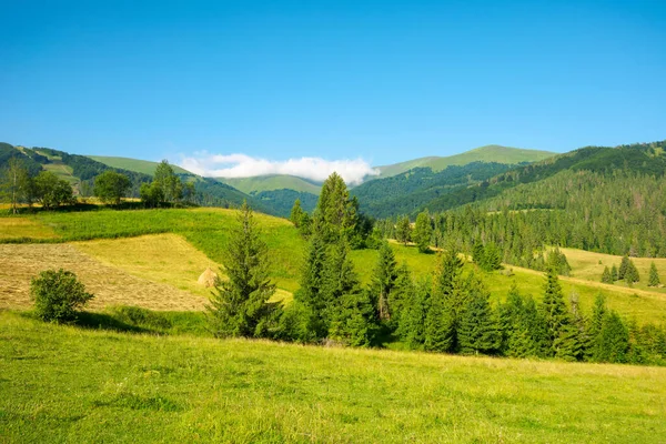 Hornatá Krajina Létě Travnaté Pole Vpředu Lesích Zvlněných Kopcích Úpatí — Stock fotografie