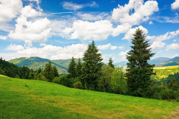 山の中の夏の田舎 草の上にスプルースの木 空にふわふわの雲が浮かぶ素晴らしい天気 美しい風景 — ストック写真