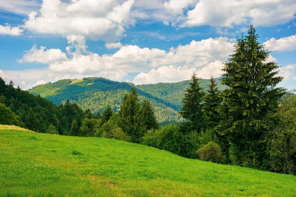 山里的夏天乡村 草地上的云杉树 天气很好 天上乌云密布 美丽的风景 — 图库照片