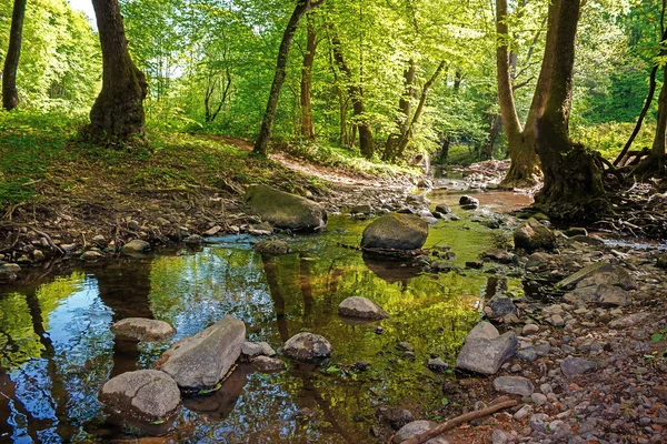 Дикий Водяний Потік Лісі Красиві Природні Пейзажі Сонячний Весняний День — стокове фото