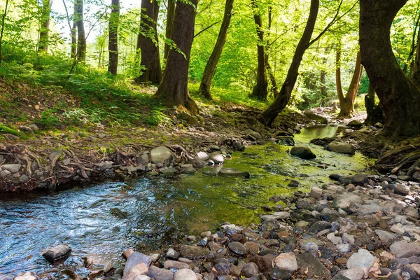 Wildwasserlauf Wald Schöne Naturkulisse Einem Sonnigen Frühlingstag Bäume Lebhaftem Grün — Stockfoto
