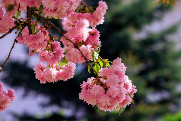 Japanese Cherry Blossom Branch Beautiful Close Nature Background Springtime Sunny — Stock Photo, Image