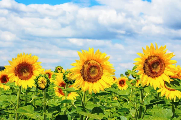 Girasol Primer Plano Campo Hermoso Paisaje Agrícola Verano Nubes Sobre — Foto de Stock