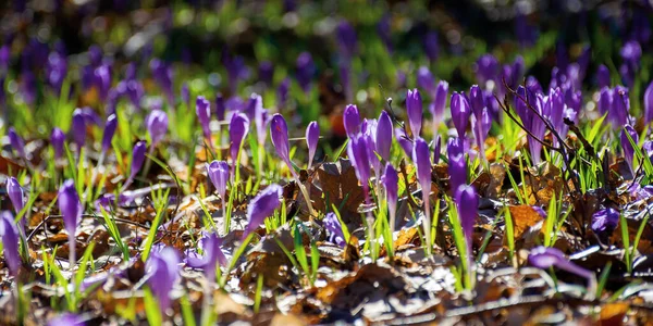 Flor Cocodrilo Púrpura Floreciendo Hermoso Paisaje Natural Parque Tiempo Soleado —  Fotos de Stock