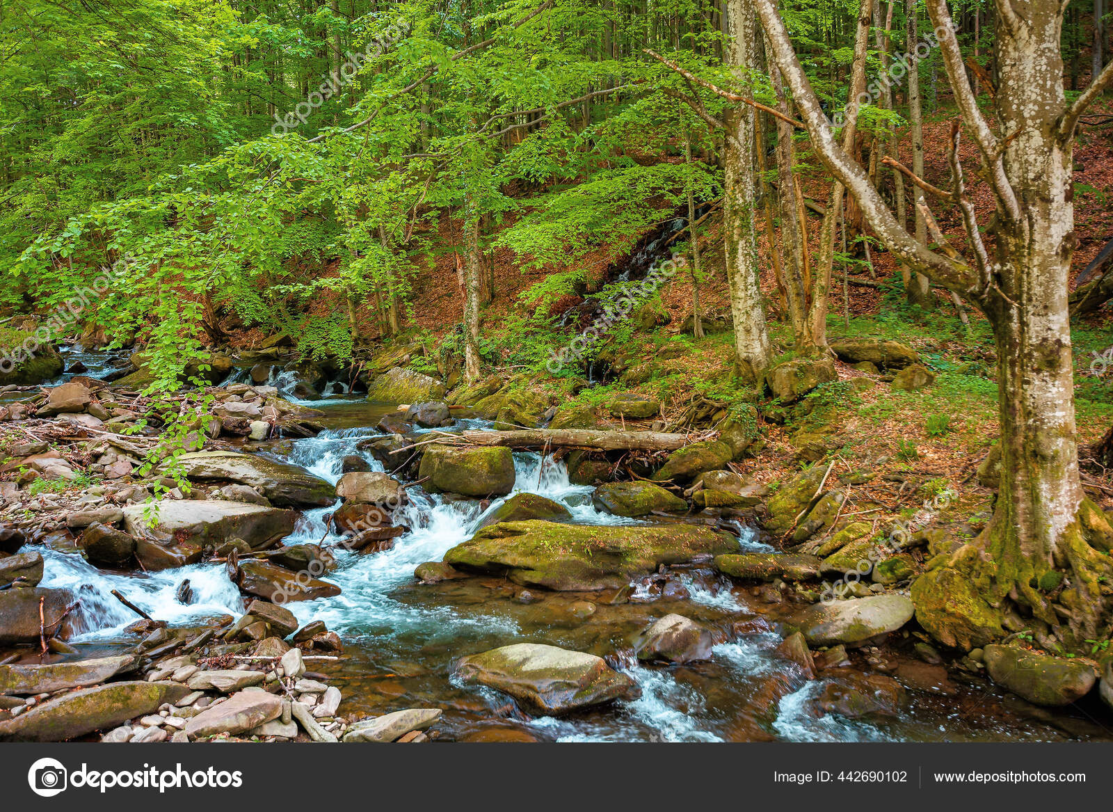Foto de water stream in the beech forest. spring nature scenery on a sunny  day. rapid creek flows among the rocks. trees on the rocky shore in lush  green foliage do Stock
