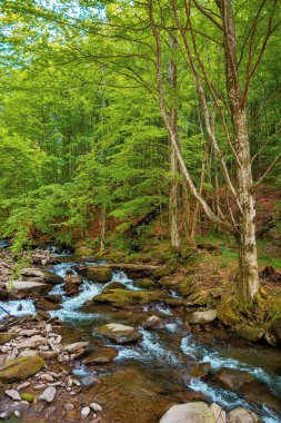 Dağ nehri ormanın içinden akar. Kayaların arasında su akıyor. Taze yeşil yapraklı ağaçlar. Baharda güzel doğa manzarası