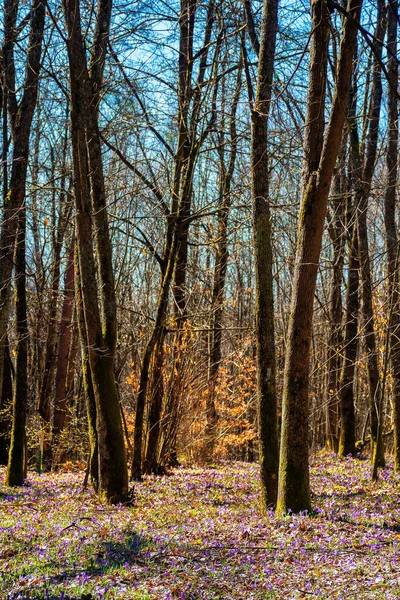 Las Polana Kwitnie Krokus Piękne Krajobrazy Natury Wiosną Drzewa Liściaste — Zdjęcie stockowe