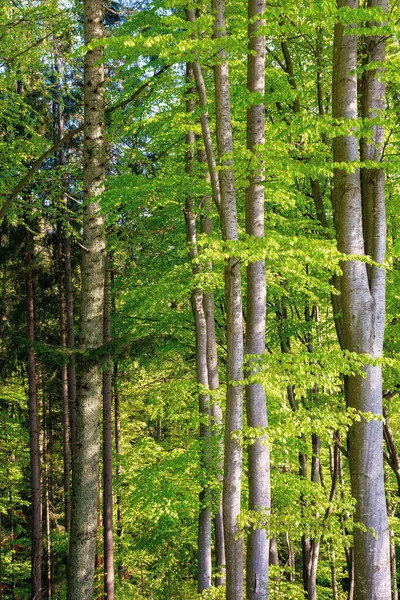Buky Čerstvým Zeleným Listím Slunci Krásná Příroda Lesní Scenérie Jaře — Stock fotografie