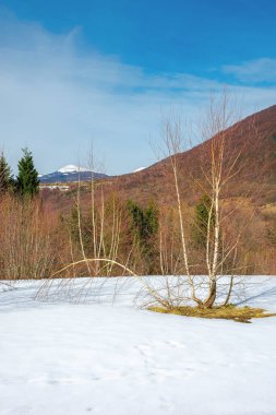 Dağlarla kaplı çayırdaki kardaki ağaçlar. Uzanian doğal parkının güzel kış manzarası güneşli bir günde Ukrayna