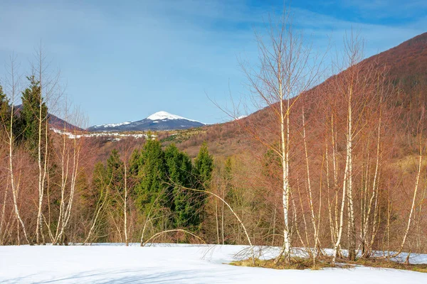 Arbres Sur Prairie Enneigée Dans Les Montagnes Beaux Paysages Hiver — Photo