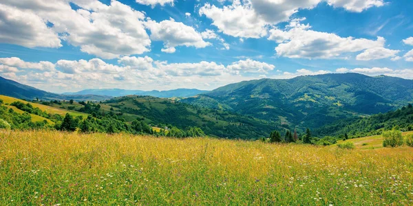 Wiejski Krajobraz Kwitnącą Trawiastą Łąką Piękne Krajobrazy Przyrody Karpat Słoneczny — Zdjęcie stockowe