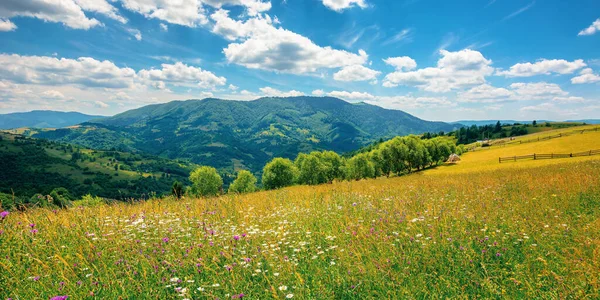 Venkovská Krajina Kvetoucí Travnatou Loukou Krásná Přírodní Scenérie Karpatských Hor — Stock fotografie