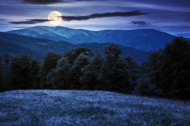 Geceleri çimenli tepedeki kayın ağaçları. Dağlardaki güzel doğa manzarası. Karpatya yaz manzarası dolunay ışığında