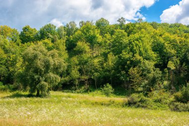 Tepedeki kayın ormanı. Güneşli bir günde dağdaki güzel doğa manzarası